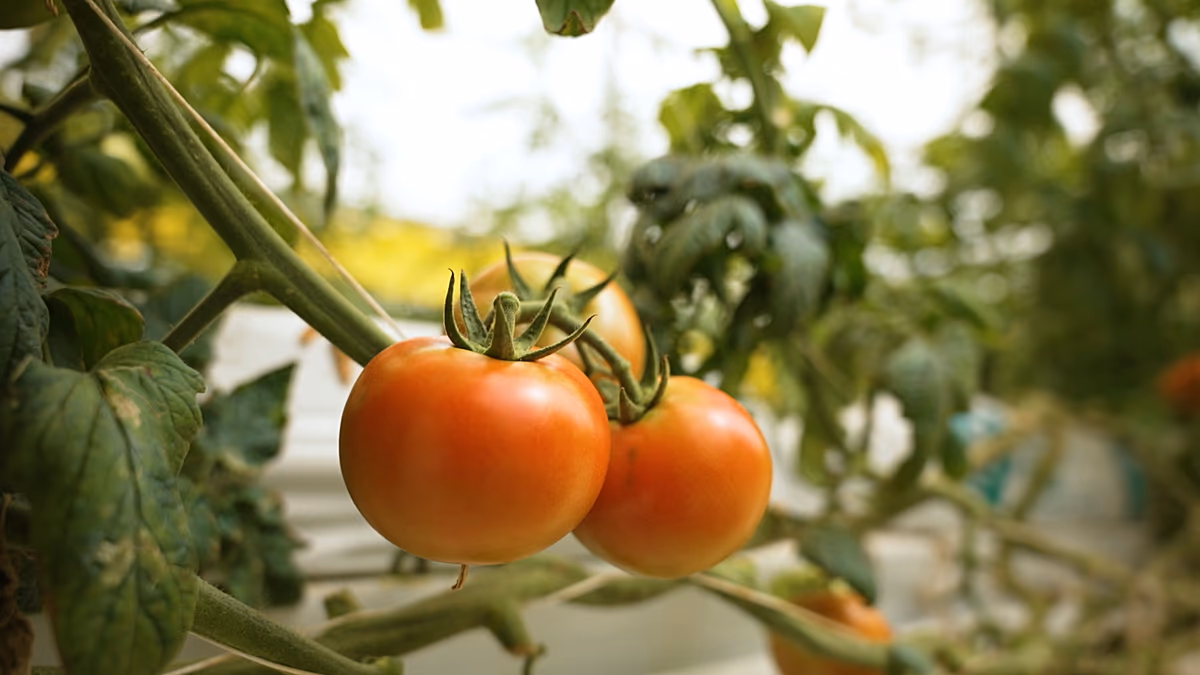 Den Grundstein für den Wandel legen: Katars Ernährungssicherheitsstrategie