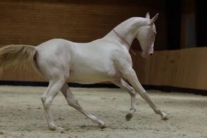 Gute Zucht: Kasachisches „Satinpferd“ wird neues Nationalsymbol