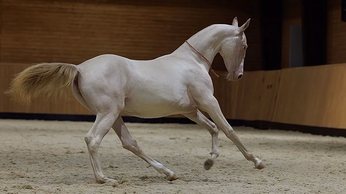 Gute Zucht: Kasachisches „Satinpferd“ wird neues Nationalsymbol