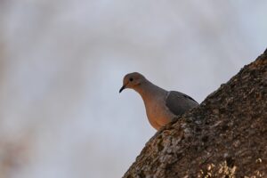 Mann aus Nairobi teilt sein Zuhause mit geretteten Vögeln Rodgers Magutha, „Vogelmann“ aus Nairobi, rettet verletzte Vögel und lebt mit ihnen zusammen, während er gleichzeitig seine ungewöhnliche Bindung zur Tier- und Naturschutzarbeit verteidigt. 08.07.2026