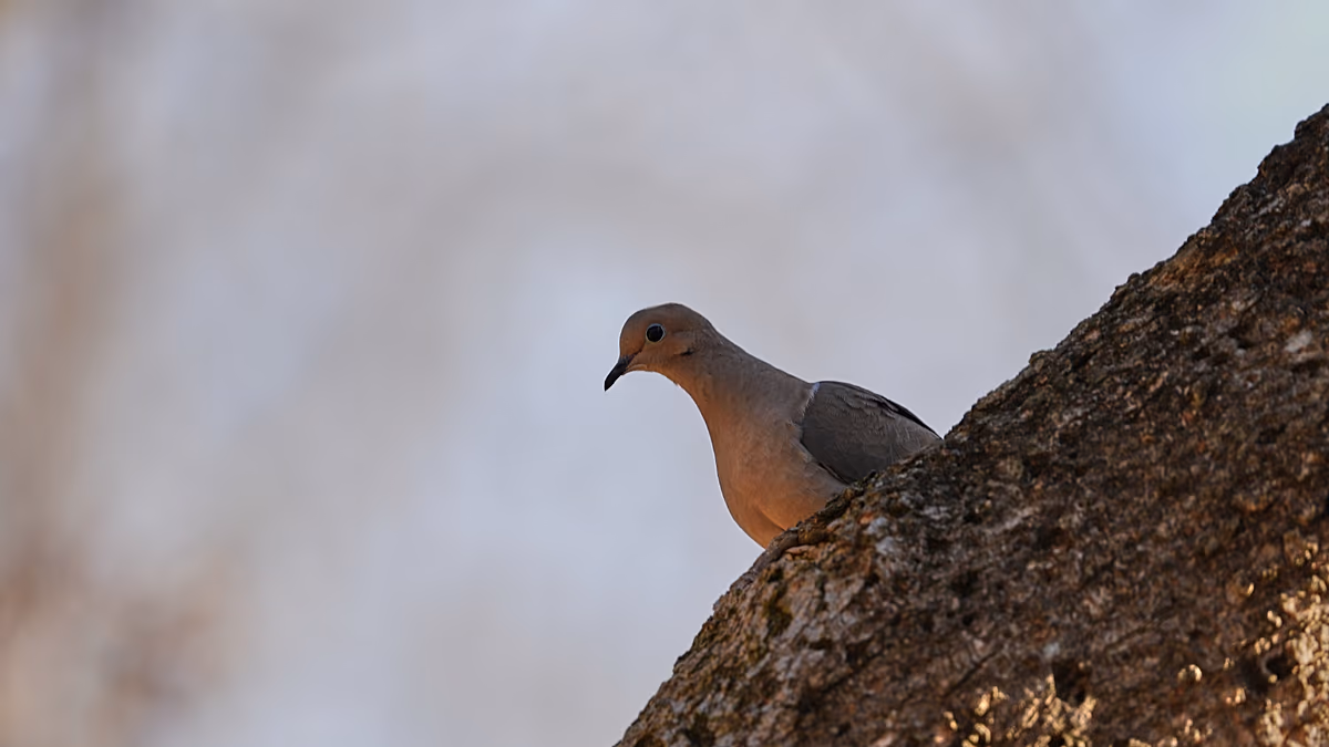 Mann aus Nairobi teilt sein Zuhause mit geretteten Vögeln Rodgers Magutha, „Vogelmann“ aus Nairobi, rettet verletzte Vögel und lebt mit ihnen zusammen, während er gleichzeitig seine ungewöhnliche Bindung zur Tier- und Naturschutzarbeit verteidigt. 08.07.2026