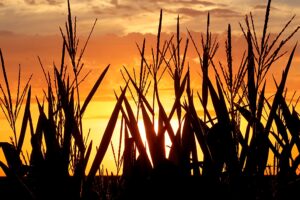 Warum die Hitzewellen dieses Sommers Ihre Supermarktrechnung im nächsten Jahr in die Höhe treiben könnten