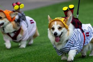 Corgis rennen, bellen und verkleiden sich bei einem skurrilen Wettbewerb in Vilnius Rund 150 Corgis aus neun Ländern versammelten sich in Vilnius zu einem Tag voller Rennen, Agility-Herausforderungen und Kostümwettbewerbe, wobei der US-amerikanische Corgi „GG“ den Titel 2026 gewann. 16.08.2026