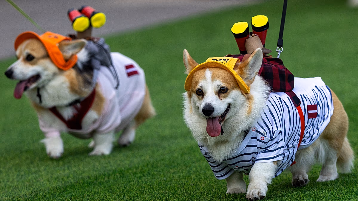 Corgis rennen, bellen und verkleiden sich bei einem skurrilen Wettbewerb in Vilnius Rund 150 Corgis aus neun Ländern versammelten sich in Vilnius zu einem Tag voller Rennen, Agility-Herausforderungen und Kostümwettbewerbe, wobei der US-amerikanische Corgi „GG“ den Titel 2026 gewann. 16.08.2026