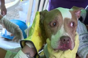 Erdbeben in Kolumbien: Hund lebend gerettet, als sich das 72-Stunden-Fenster schließt Kolumbianische Retter behandelten am Donnerstag in Cali einen Hund, der lebend aus den Trümmern des Erdbebens geborgen wurde, während Notfallteams einen letzten Vorstoß unternahmen, um Überlebende zu finden, bevor sich das kritische 72-Stunden-Fenster schloss. 14.08.2026