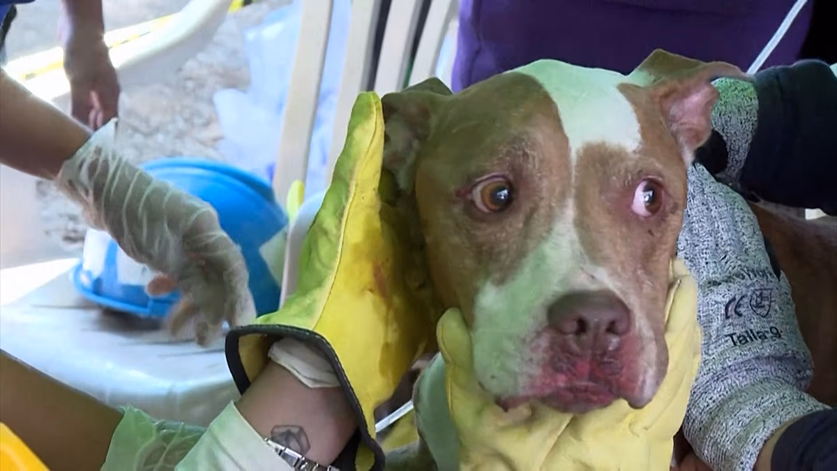 Erdbeben in Kolumbien: Hund lebend gerettet, als sich das 72-Stunden-Fenster schließt Kolumbianische Retter behandelten am Donnerstag in Cali einen Hund, der lebend aus den Trümmern des Erdbebens geborgen wurde, während Notfallteams einen letzten Vorstoß unternahmen, um Überlebende zu finden, bevor sich das kritische 72-Stunden-Fenster schloss. 14.08.2026