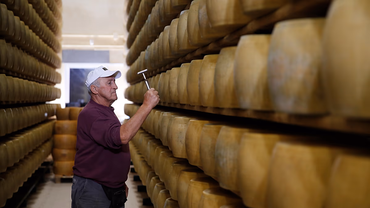Extreme Hitze belastet Italiens „Käsebanken“, wo Parmigiano Agrarkredite unterstützt