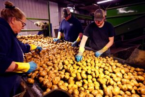 Kartoffelknappheit könnte Frankreich treffen, da Landwirte vor rekordniedrigen Erträgen nach Hitzewellen warnen