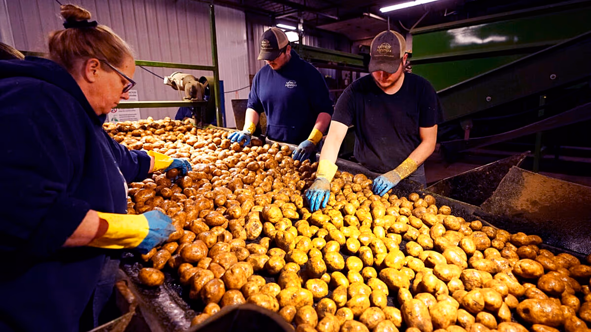 Kartoffelknappheit könnte Frankreich treffen, da Landwirte vor rekordniedrigen Erträgen nach Hitzewellen warnen