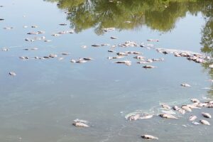 Kampf um Wasser: Ausgetrocknete Seen und massenhaftes Fischsterben in einer der größten Fischfarmen Ungarns