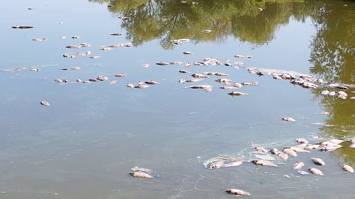 Kampf um Wasser: Ausgetrocknete Seen und massenhaftes Fischsterben in einer der größten Fischfarmen Ungarns