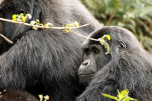 Neues Ranking zeigt die 10 besten Begegnungen mit der Tierwelt, für die sich eine Reise lohnt