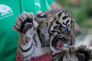 Sumatra-Tigerbabys erhalten erste Gesundheitschecks im griechischen Zoo Drei vom Aussterben bedrohte Sumatra-Tigerbabys erhalten im Rahmen der Naturschutzbemühungen in einem Zoo in der Nähe von Athen Impfungen und Mikrochips. 08.09.2026