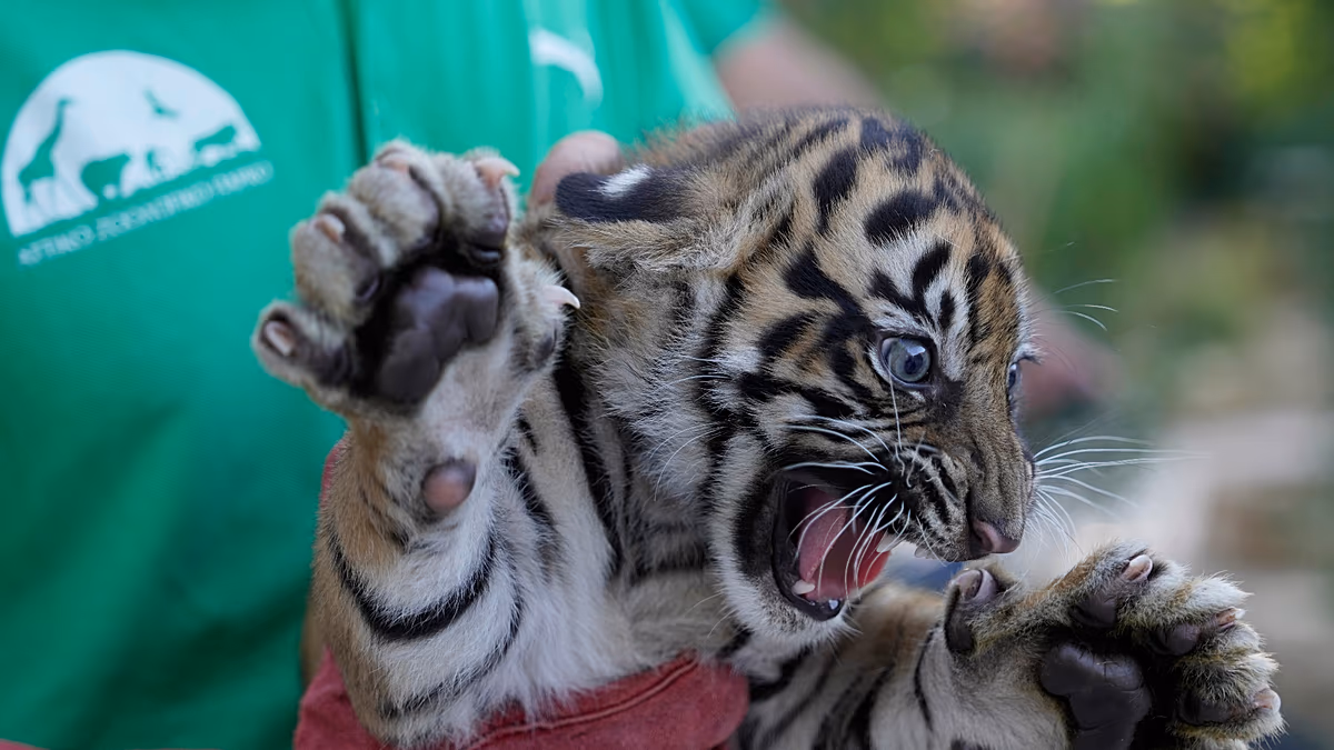 Sumatra-Tigerbabys erhalten erste Gesundheitschecks im griechischen Zoo Drei vom Aussterben bedrohte Sumatra-Tigerbabys erhalten im Rahmen der Naturschutzbemühungen in einem Zoo in der Nähe von Athen Impfungen und Mikrochips. 08.09.2026
