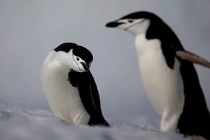 Antarktische Pinguine stoßen laut Studie bis zu 7 Millionen Tonnen Methan pro Jahr aus