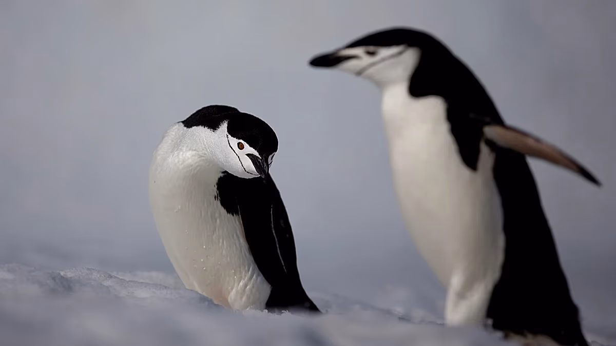 Antarktische Pinguine stoßen laut Studie bis zu 7 Millionen Tonnen Methan pro Jahr aus