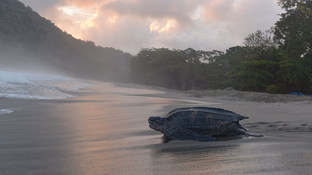 Die Zahl der Lederschildkröten geht rapide zurück. Könnte ein Netzwerk von „Ozeanschutzgebieten“ sie retten?