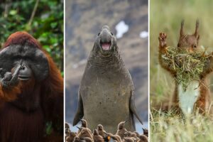 Die lustigsten Tierfotos des Jahres 2026: Finalisten der Nikon Comedy Wildlife Awards bekannt gegeben
