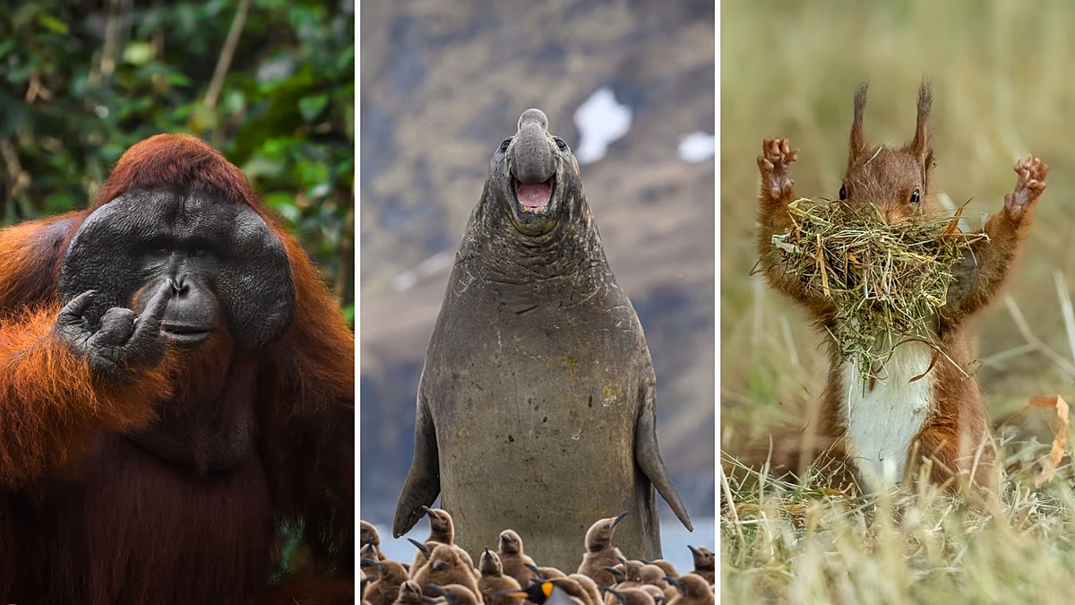 Die lustigsten Tierfotos des Jahres 2026: Finalisten der Nikon Comedy Wildlife Awards bekannt gegeben