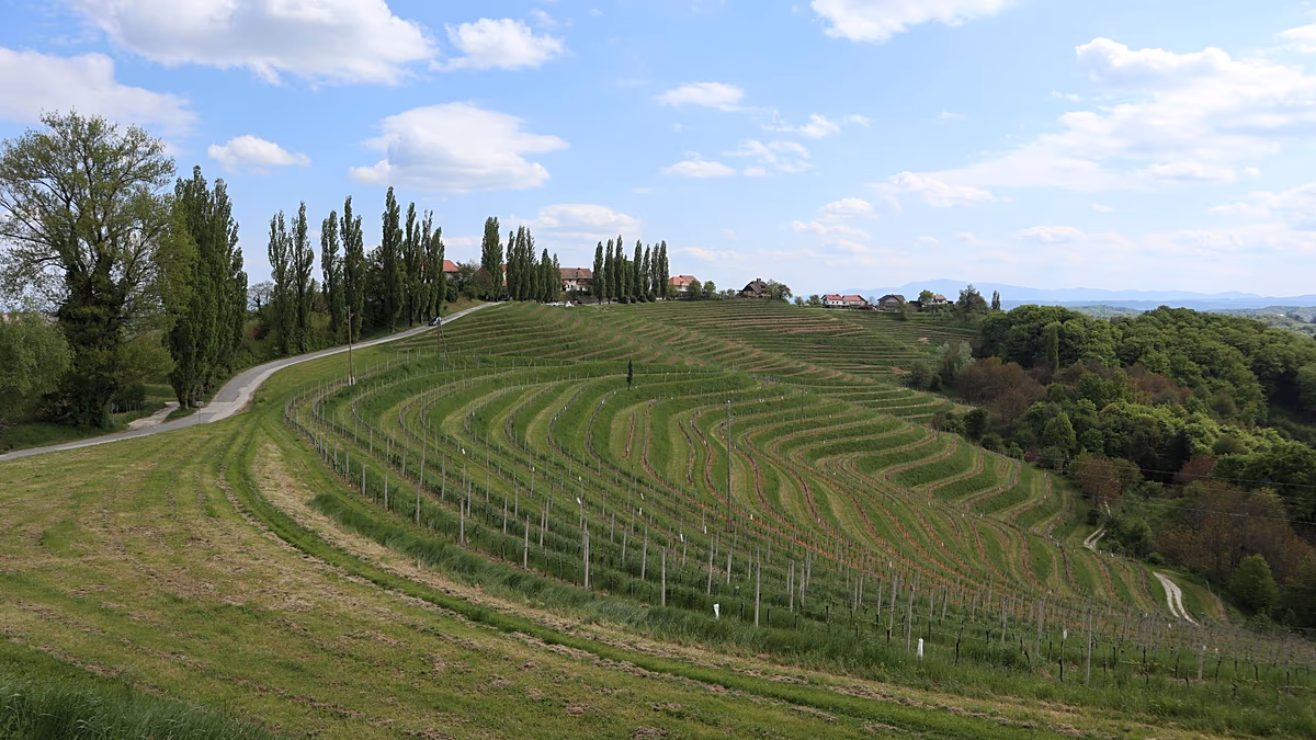 Dies sind die besten Weinregionen Europas, wobei Slowenien vor Frankreich und Italien den Spitzenplatz einnimmt