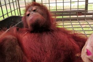 Indonesien: Orang-Utan-Baby vor Waldbränden auf Borneo gerettet, während die Zerstörung von Lebensräumen zunimmt