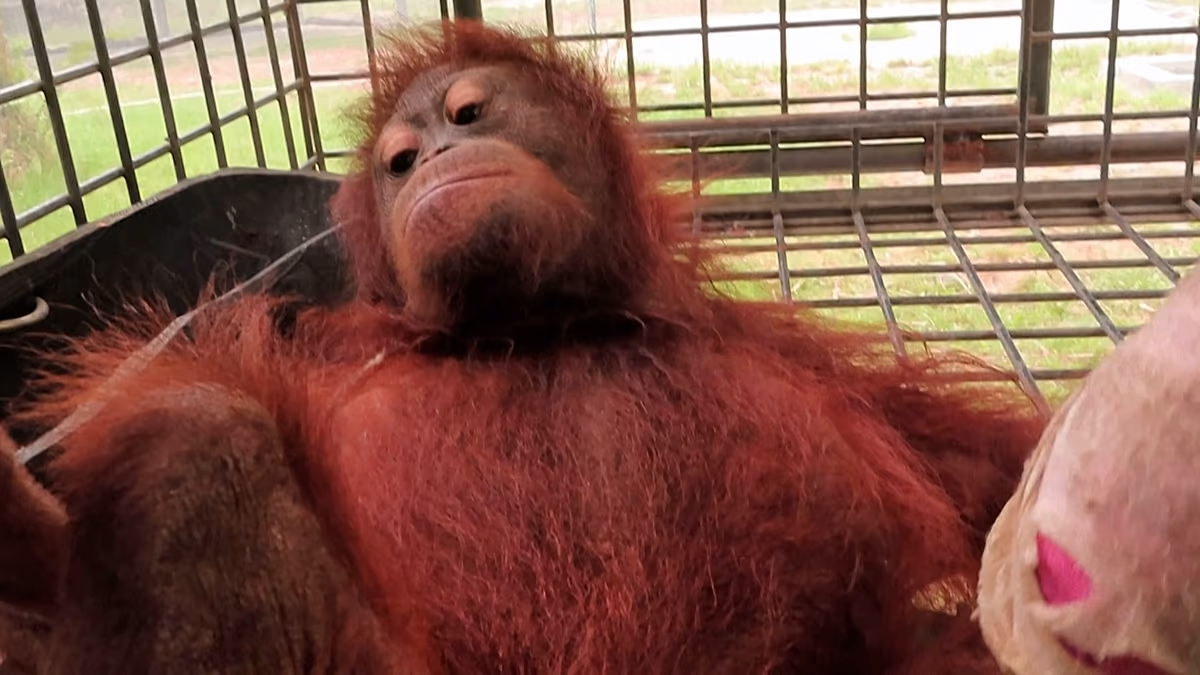 Indonesien: Orang-Utan-Baby vor Waldbränden auf Borneo gerettet, während die Zerstörung von Lebensräumen zunimmt