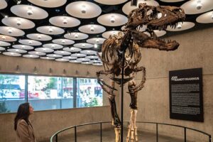 Klein und sehr gruselig: Seltenes Miniatur-T.rex-Dinosaurierskelett erzielt 42 Millionen Euro bei einer Auktion