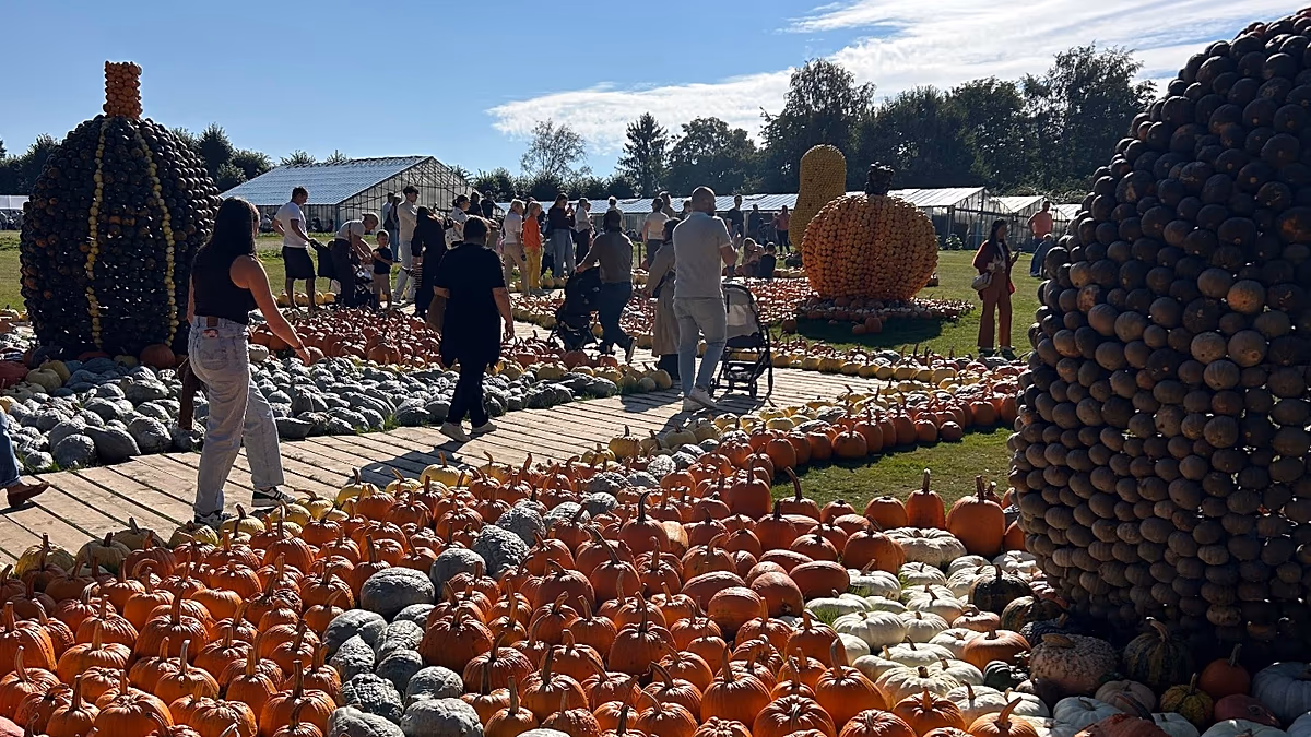 Kürbisse zertrümmern: Das jährliche Squash-Festival lockt Tausende ins Brüsseler Schloss