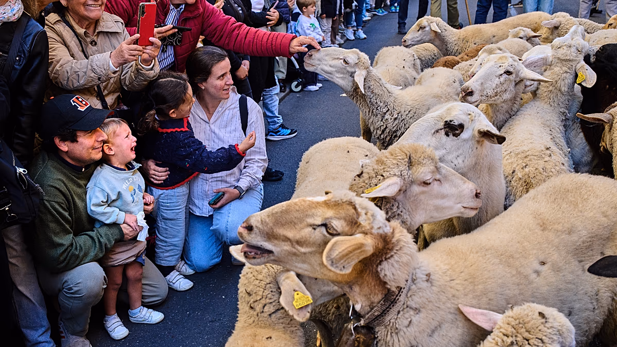 Tausende Schafe erobern Madrids Straßen beim Transhumanz-Festival Über 1.400 Schafe und Ziegen eroberten am Sonntag die Straßen Madrids und erfreuten die Zuschauer beim 33. jährlichen Transhumanz-Festival, das in diesem Jahr einen anderen Weg einschlug, um einem Wohnungsbauprotest zu entgehen. 25. Oktober 2026