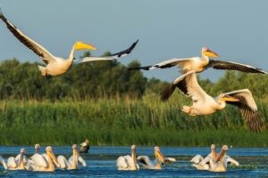 Warum 2027 das Jahr der Vogelbeobachtungsferien wird – und wo man in Europa Vögel beobachten kann