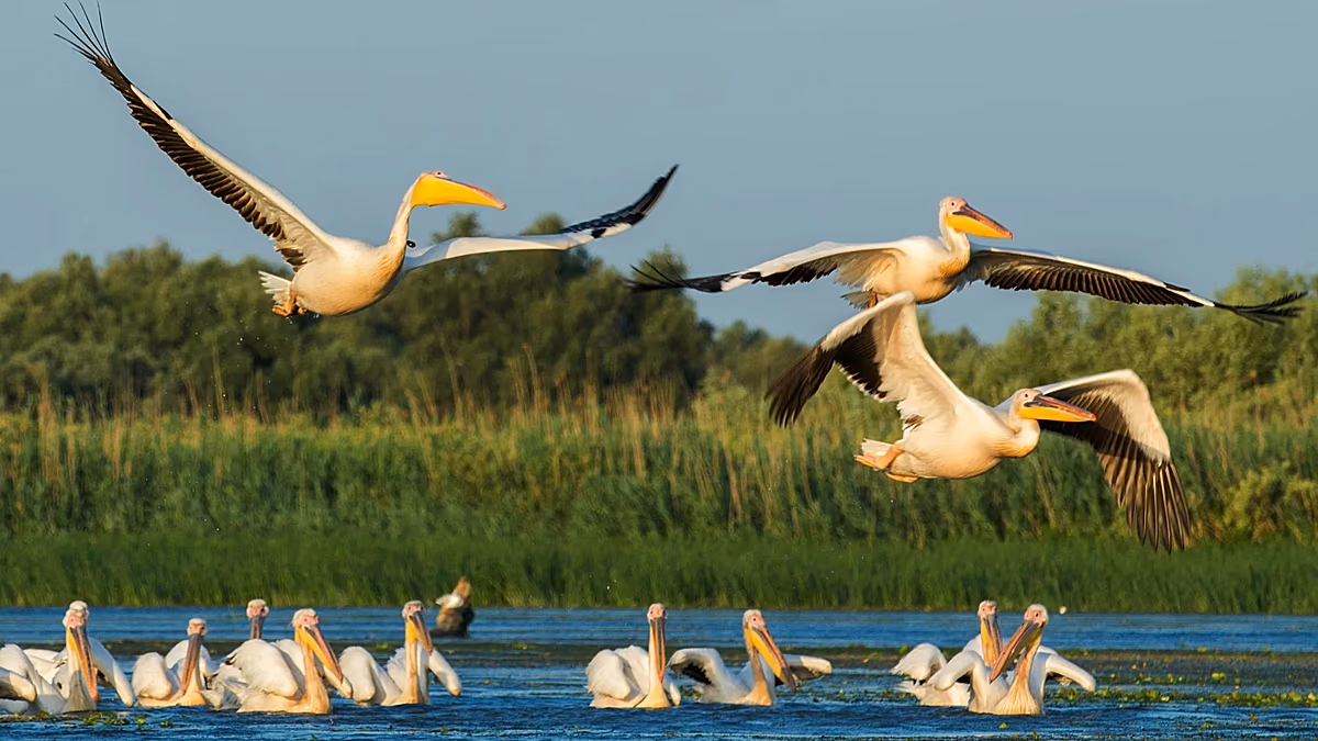 Warum 2027 das Jahr der Vogelbeobachtungsferien wird – und wo man in Europa Vögel beobachten kann
